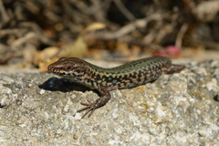 Skyros Wall Lizard photo 2
