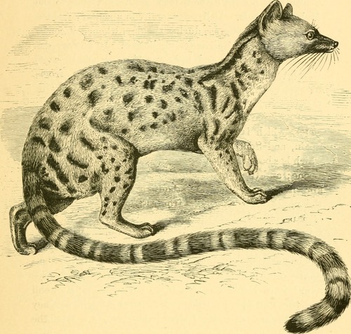 West African Oyan (Poiana leightoni) · iNaturalist