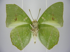 Charaxes eupale latimargo