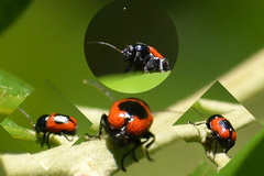 Cryptocephalus notatus