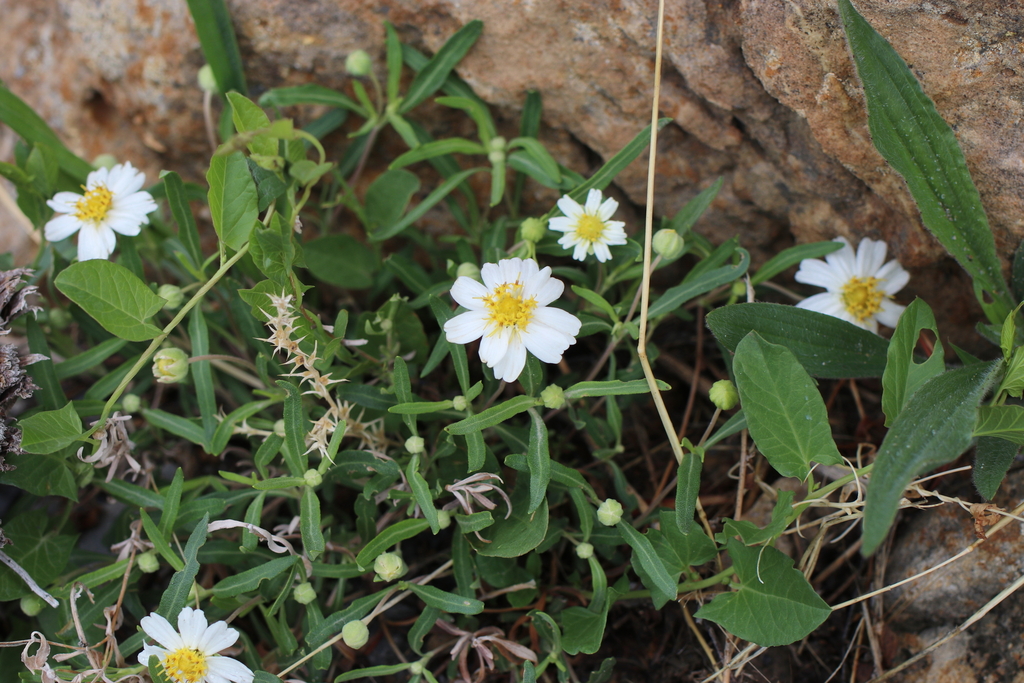 blackfoot daisy from Fremont County, CO, USA on May 13, 2023 at 10:05 ...