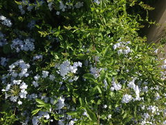 Angiospermae