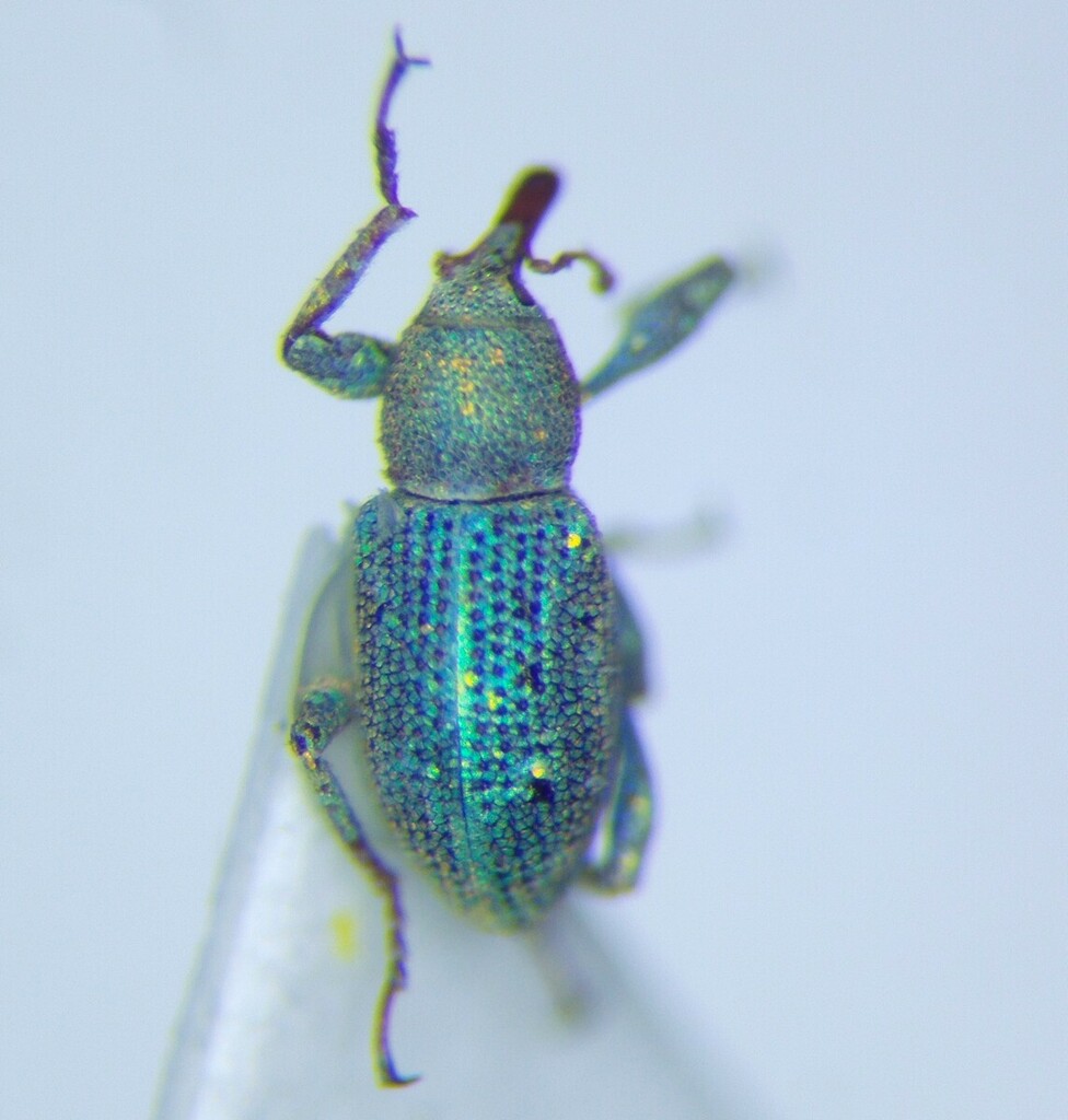 Geranorhinus