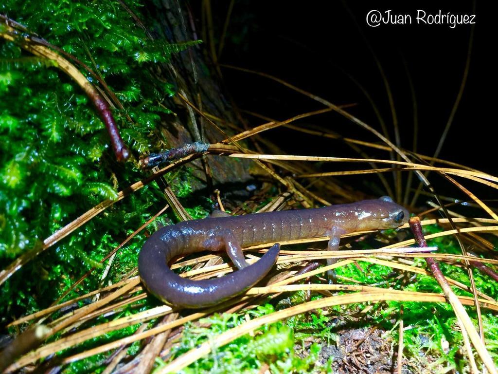 Celaque Mushroomtongue Salamande