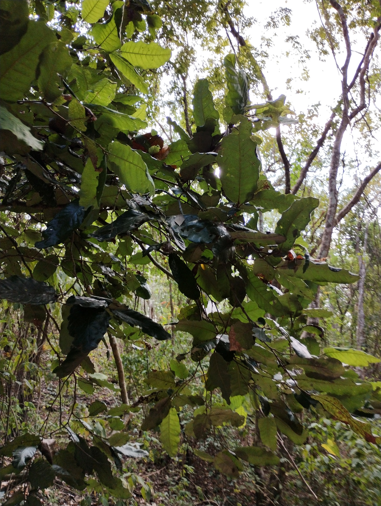 Imagem de Microdesmia arborea