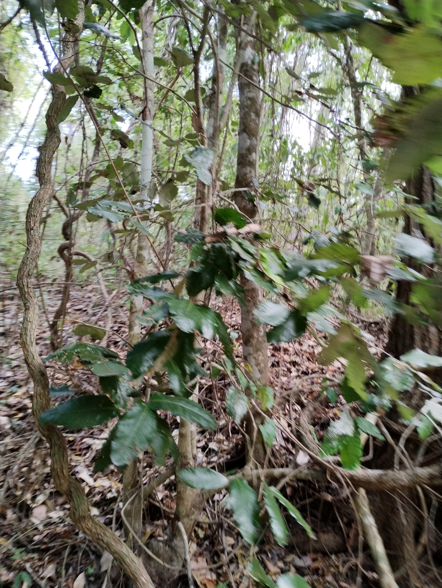 Imagem de Microdesmia arborea