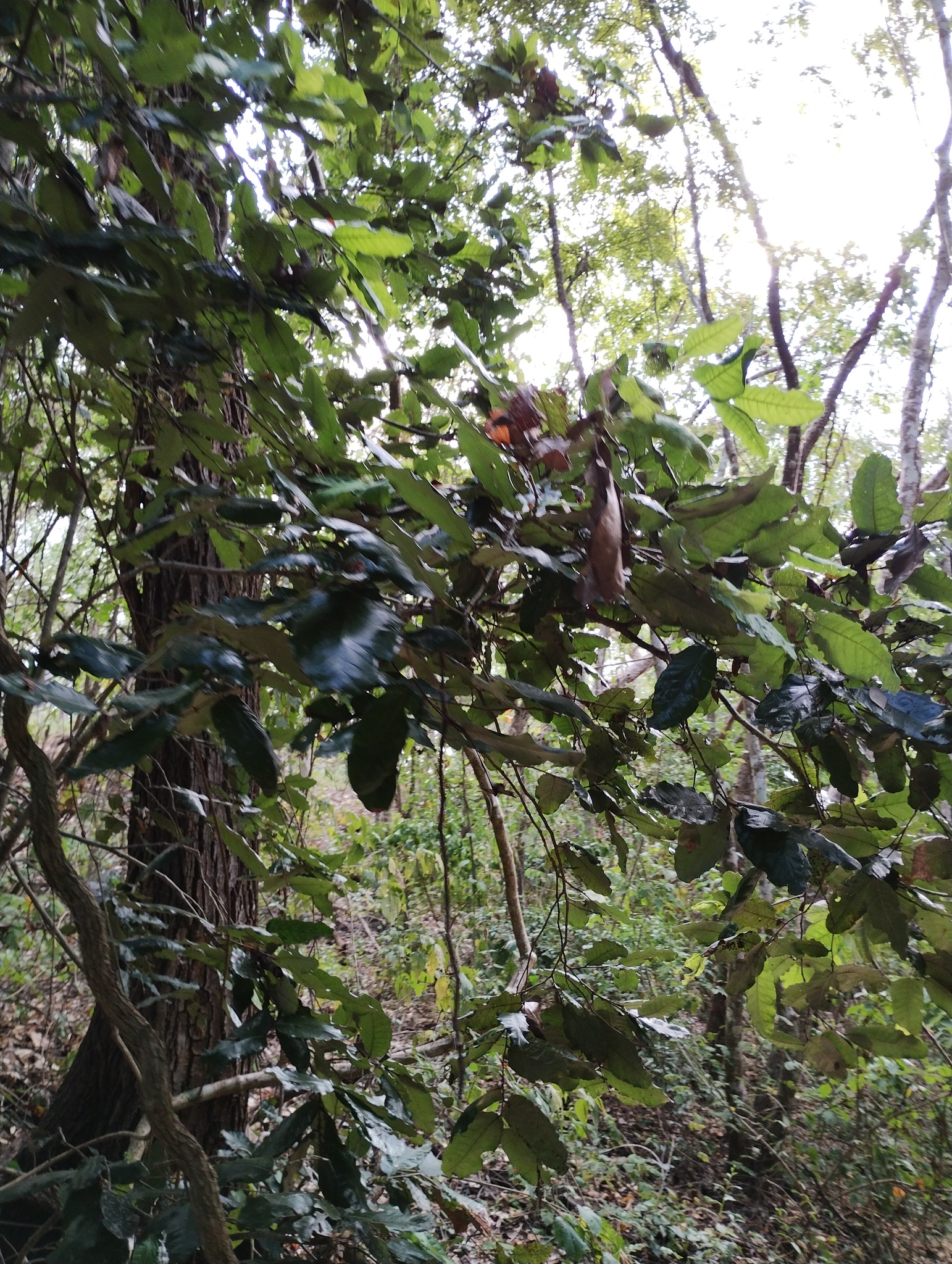 Imagem de Microdesmia arborea