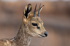 Klipspringer photo 2