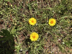 Pentachaeta aurea aurea