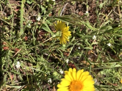 Pentachaeta aurea aurea