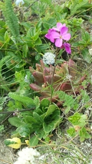 Arabis blepharophylla