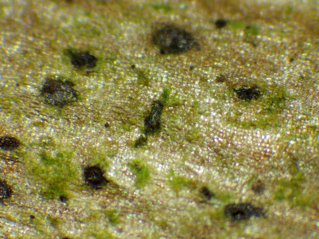 Diaporthe circumscripta