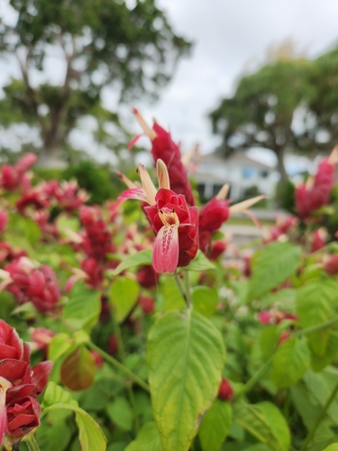 Foto de Camarão-vermelho