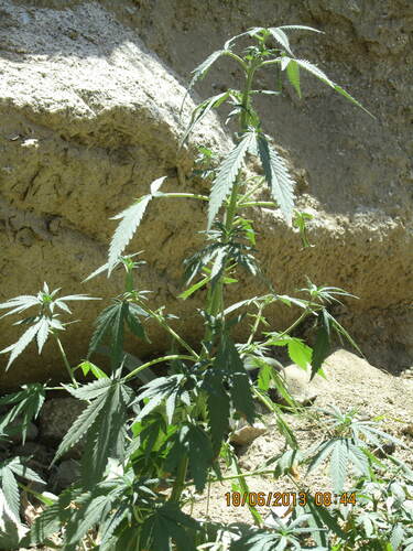 Cannabis