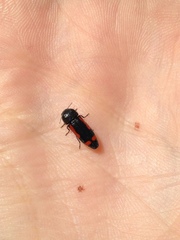 Ptosima laeta