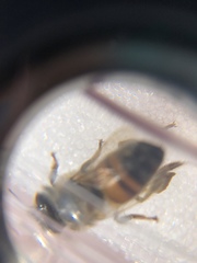 Apis mellifera
