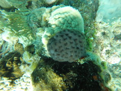 Aplousobranchia