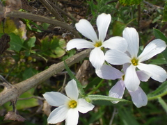 Phlox tenuifolia