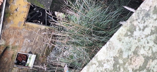 Foto de Capim-dos-pampas