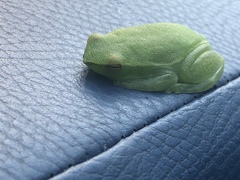 Sphaenorhynchus lacteus