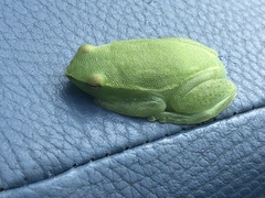 Sphaenorhynchus lacteus