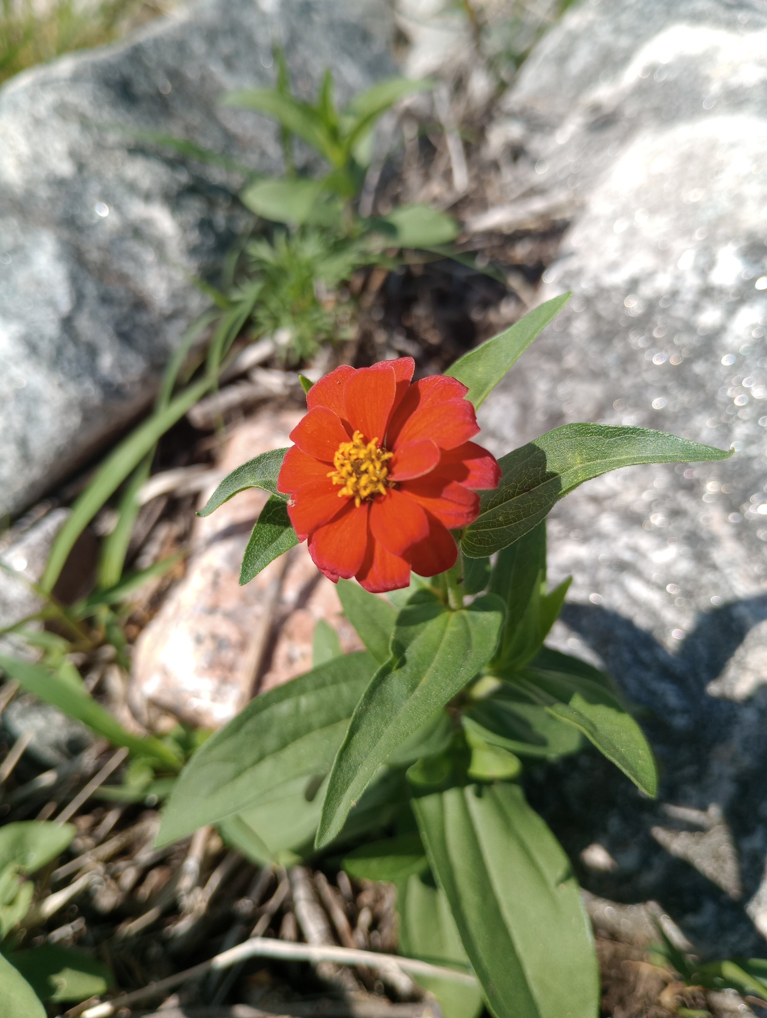 Imagem de Zinnia