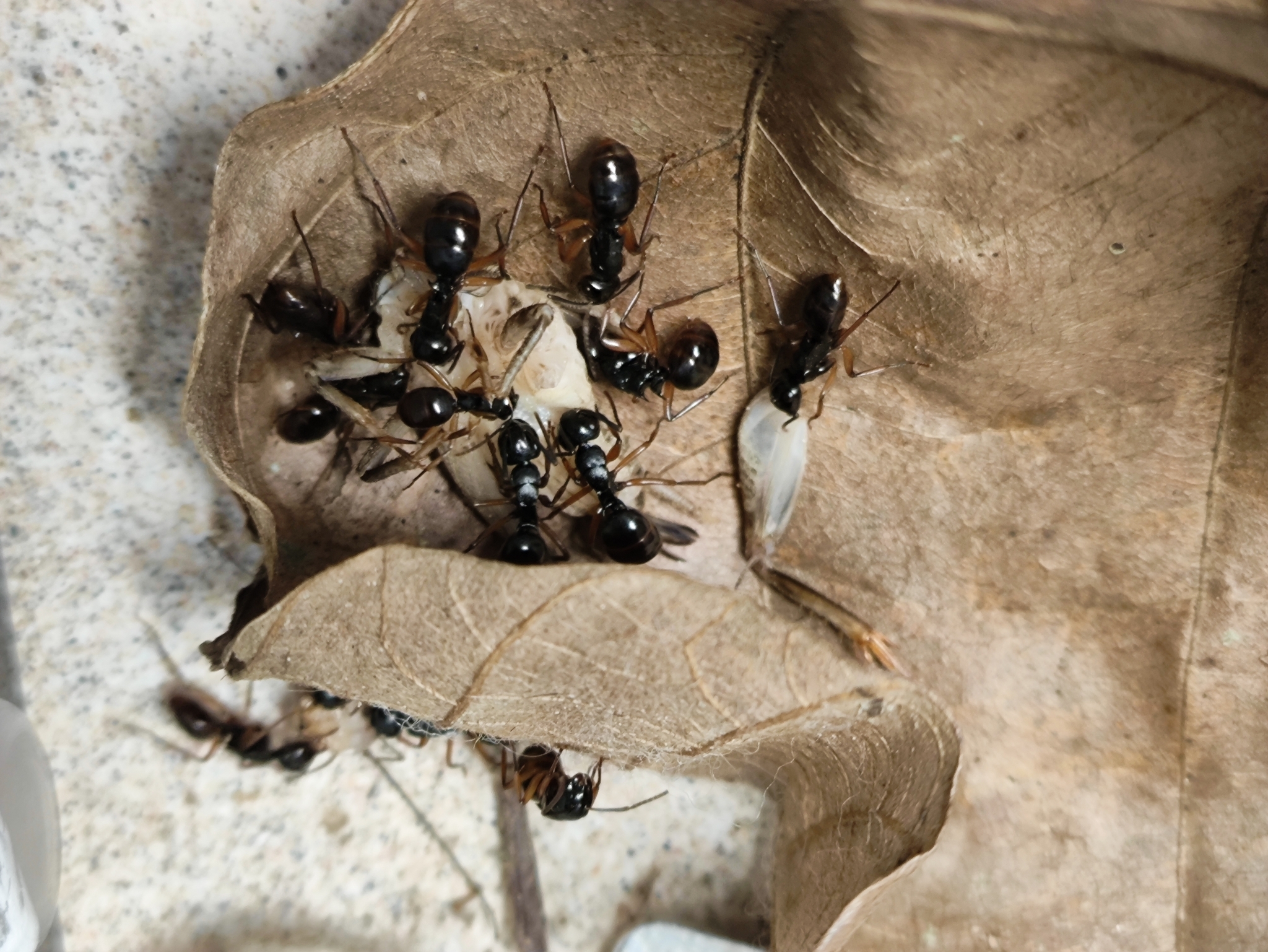 Polyrhachis shixingensis