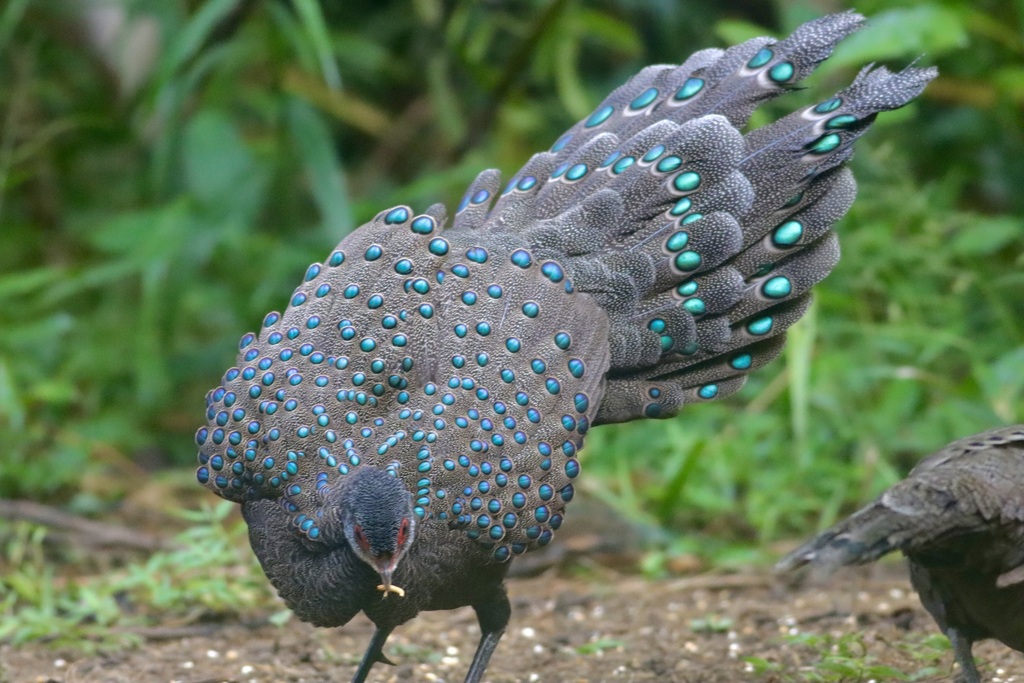 Germain's Peacock-Pheasant