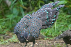 Germain's Peacock-Pheasant photo 1