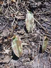 Erythronium albidum