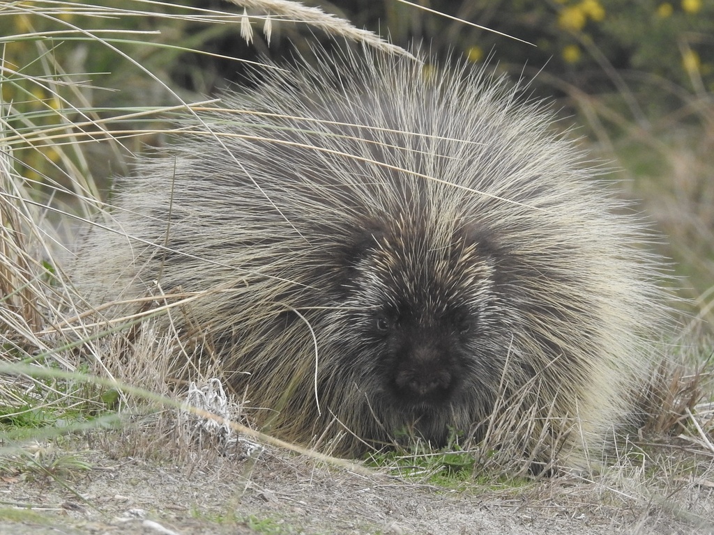 North American Porcupine From Bullards Beach State Park Bandon OR US   Large 