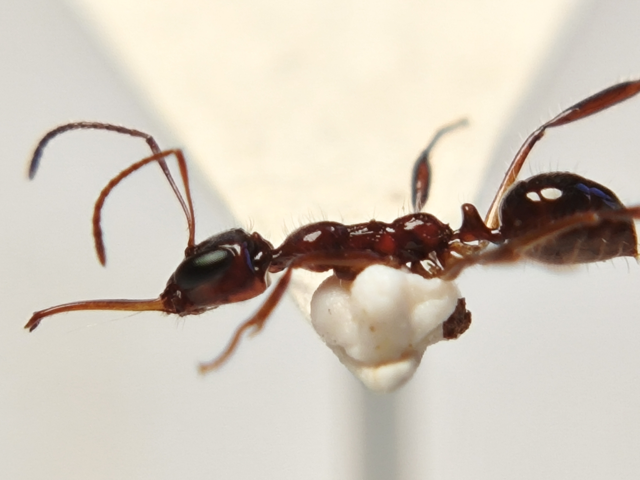 Myrmoteras binghamii