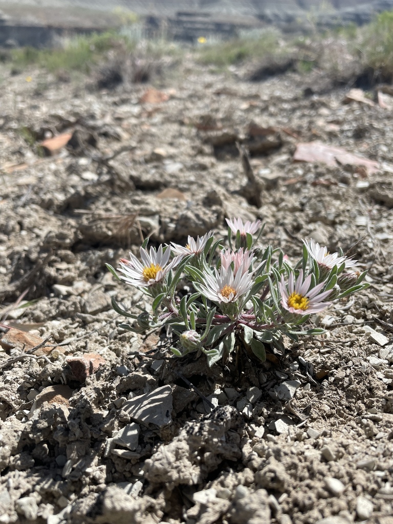 Hairy Ground-Daisy