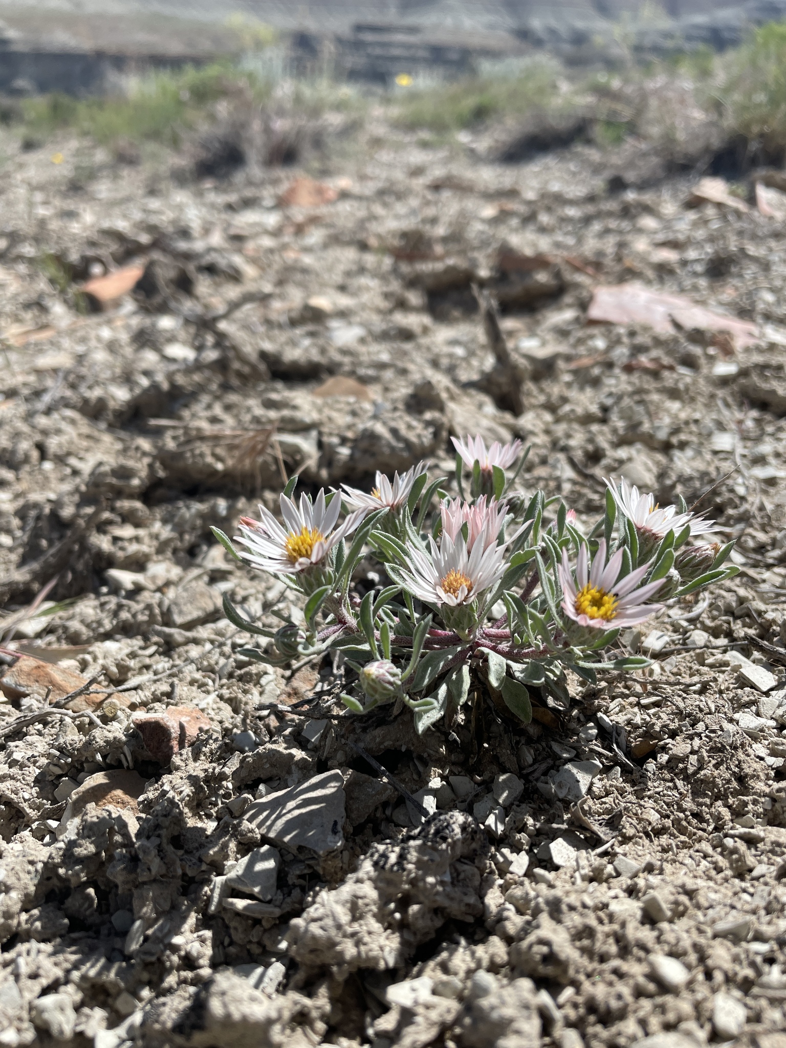 Townsendia strigosa