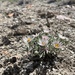 Hairy Ground-Daisy - Photo (c) Zach Coury, some rights reserved (CC BY-NC), uploaded by Zach Coury