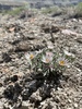 Hairy Ground-Daisy - Photo (c) Zach Coury, some rights reserved (CC BY-NC), uploaded by Zach Coury