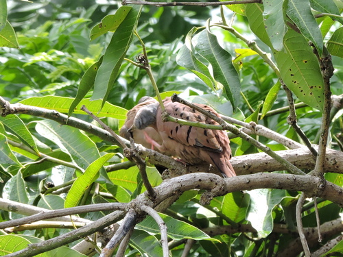 Ruddy Ground Dove