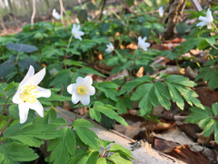 Anemonoides nemorosa