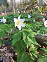 Anemonoides nemorosa