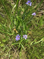 Sisyrinchium pruinosum