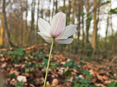 Anemonoides nemorosa