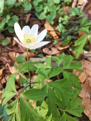 Anemonoides nemorosa