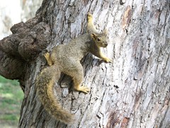 Sciurus niger