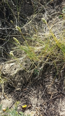 Poa douglasii