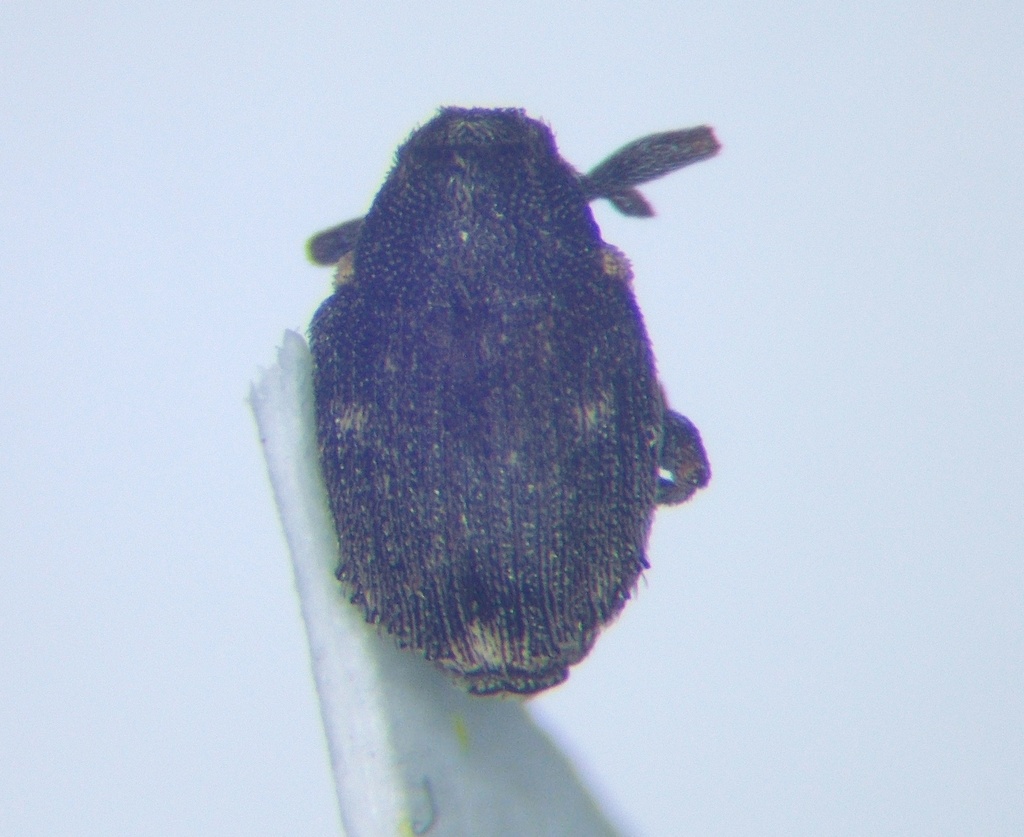 Prisistus