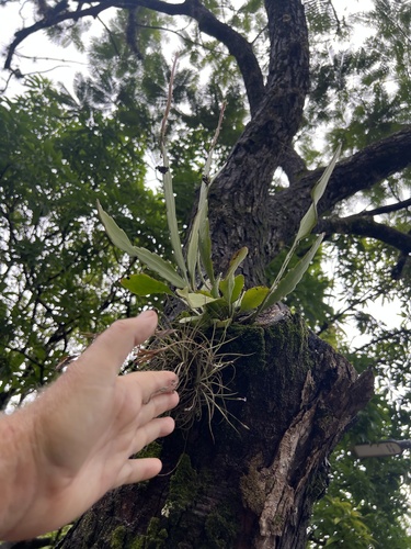 Pitainha de forquilha