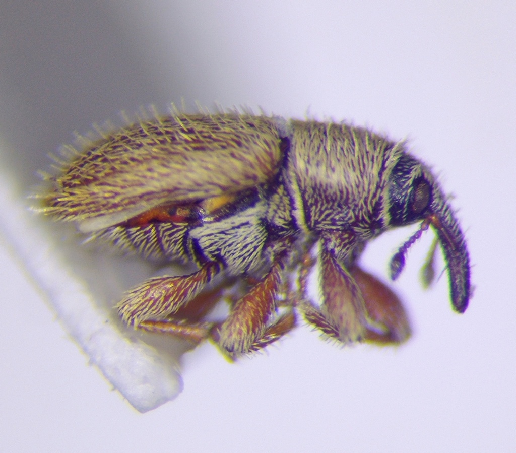 Mecinus ictericus