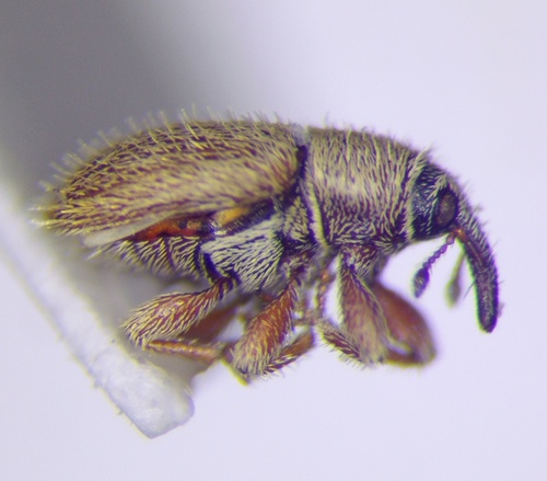 Mecinus ictericus