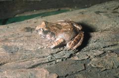 Arthroleptis stenodactylus