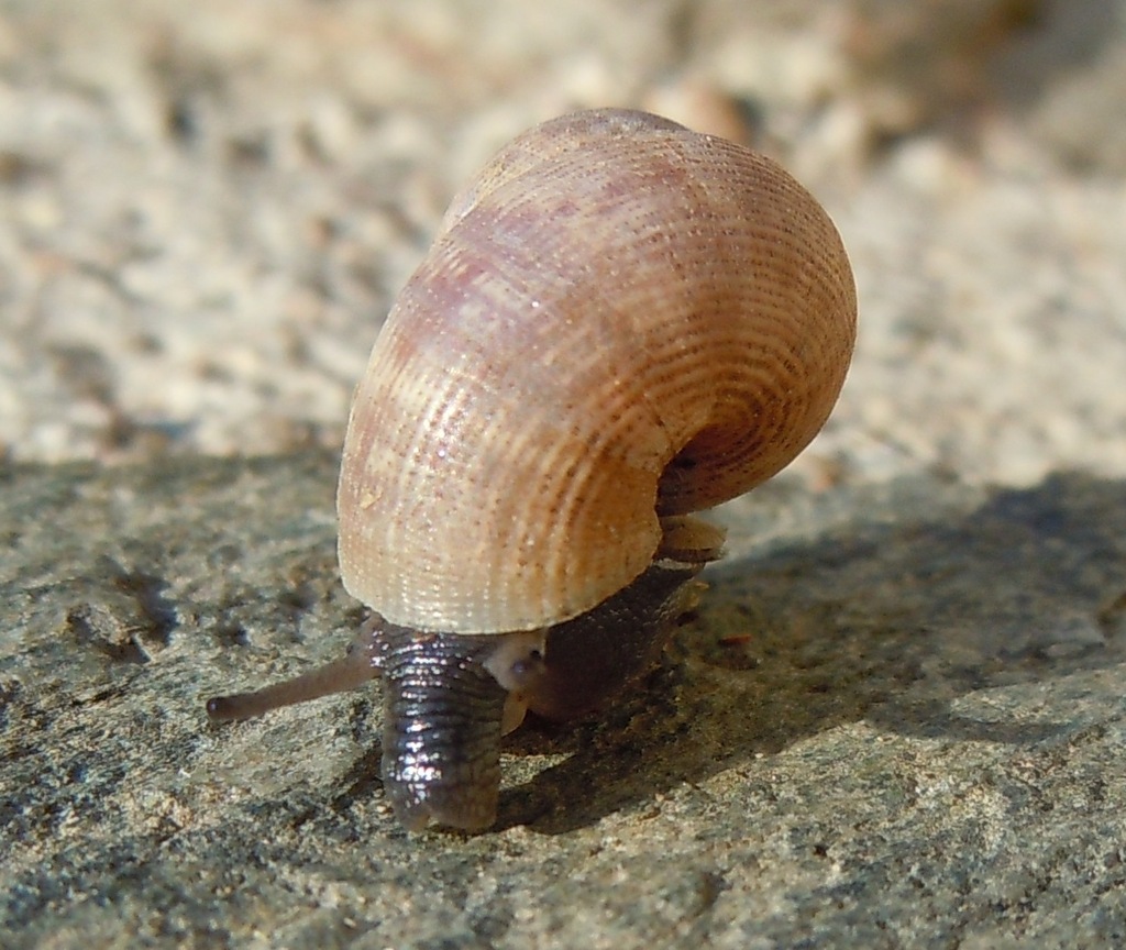 Round-mouthed Snail